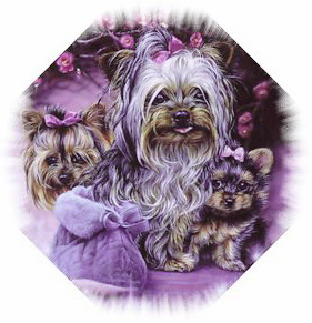 Yorkies